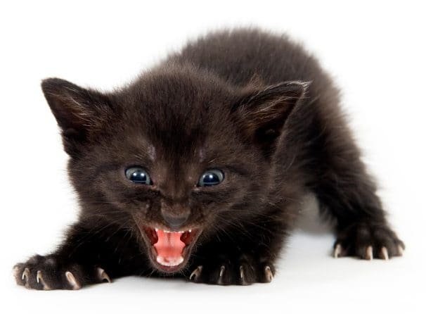 kitten-cat-angry-black1.jpg